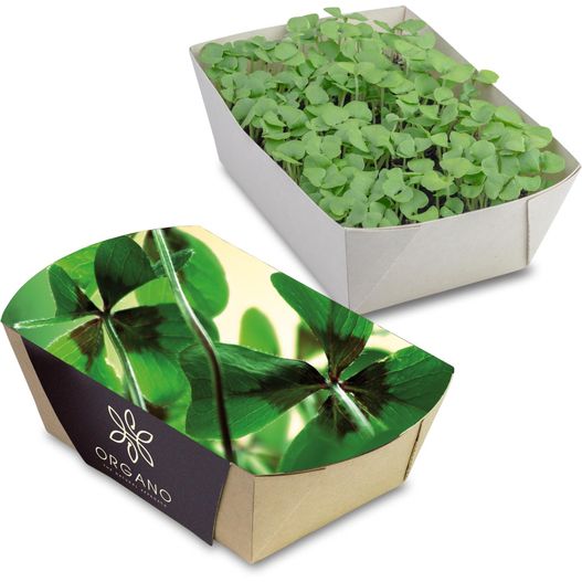 eine box mit einer pflanze darin Pflanz-Schale mit Samen - Glücksklee-Zwiebeln (* Je nach Verfügbarkeit der Glücksklee-Zwiebeln) (Bild 1)