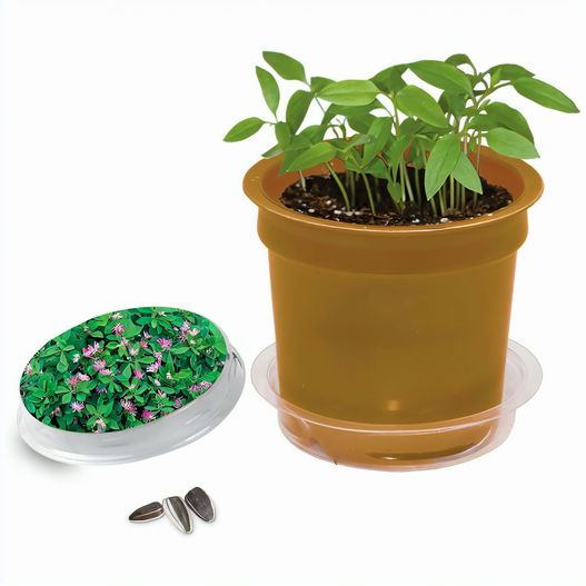 Produktabbildung Florero-Töpfchen mit Samen - gold - Persischer Klee Florero-Töpfchen mit Samen - gold - Persischer Klee (Bild 1)