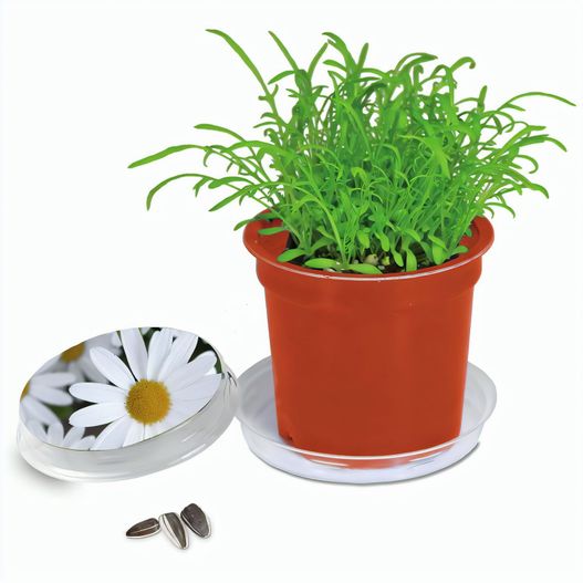 Produktabbildung Florero-Töpfchen mit Samen - terracotta - Margerite Florero-Töpfchen mit Samen - terracotta - Margerite (Bild 1)