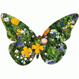 Samenpapier auf A6-Karte - Schmetterling