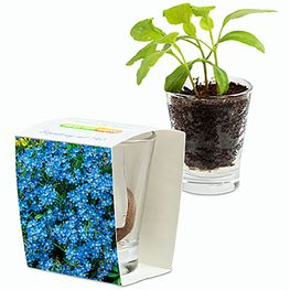 Caffeino-Glas mit Samen - Vergissmeinnicht