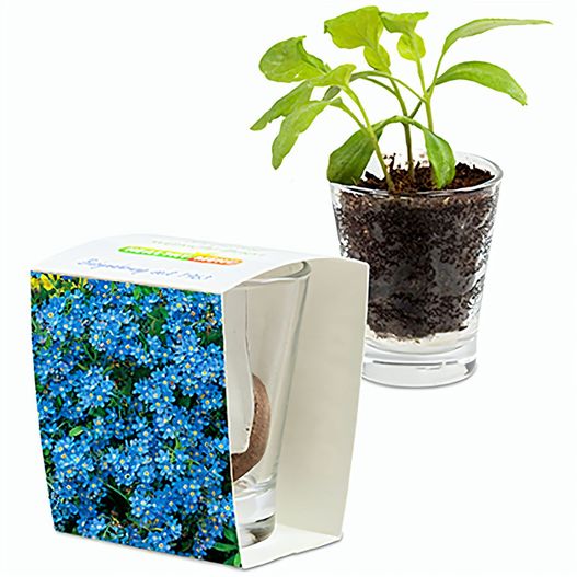 Caffeino-Glas mit Samen - Vergissmeinnicht (Bild 1)