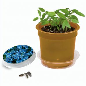 Florero-Töpfchen mit Samen - gold - Vergissmeinnicht