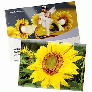 Samentütchen Groß - Standardpapier - Sonnenblume