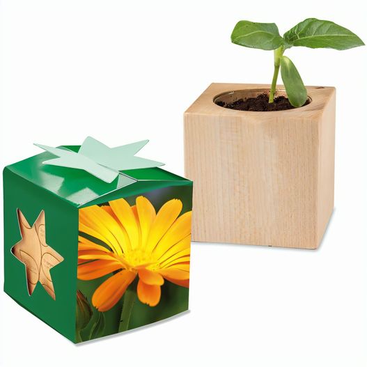 Pflanz-Holz Star-Box mit Samen - Ringelblume, 1 Seite gelasert (Bild 1)