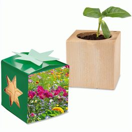 Pflanz-Holz Star-Box mit Samen - Sommerblumenmischung, 1 Seite gelasert