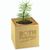 Pflanz-Holz Star-Box mit Samen - Sommerblumenmischung, 1 Seite gelasert (Bild 2)