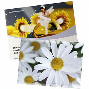 Samentütchen Groß - Standardpapier - Margerite
