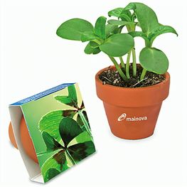 Logo-Topf mit Samen - teracotta - Glücksklee-Zwiebel  (* Je nach Verfügbarkeit der Glücksklee-Zwiebeln)