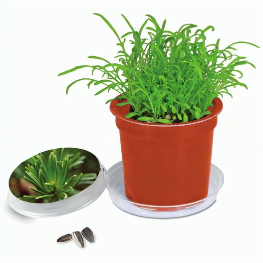 Florero-Töpfchen mit Samen - terracotta - Fichte (Bild 1)