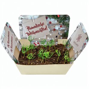 Pflanzodrom mit Samen - Fichte