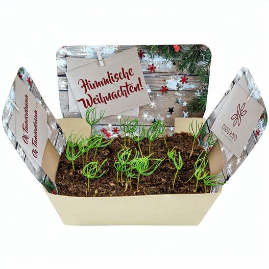 Pflanzodrom mit Samen - Fichte (Bild 1)