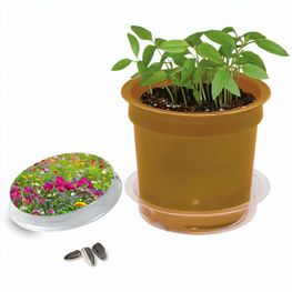 Florero-Töpfchen mit Samen - gold - Sommerblumenmischung