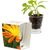Caffeino-Glas mit Samen - Ringelblume (Bild 1)