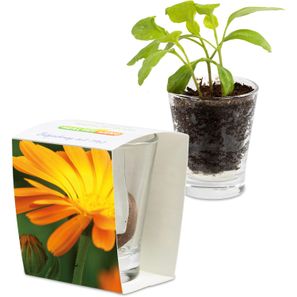 Caffeino-Glas mit Samen - Ringelblume