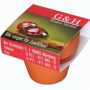 Logo-Topf mit Samen - teracotta - Fichte