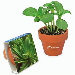 Logo-Topf mit Samen - teracotta - Fichte