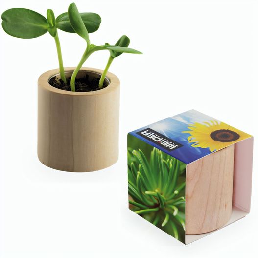 Produktabbildung Pflanz-Holz rund mit Samen - Fichte Pflanz-Holz rund mit Samen - Fichte (Bild 1)