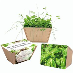 Mini-Beet mit Samen - Basilikum