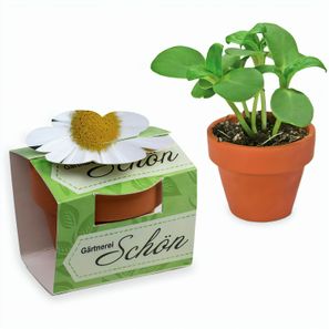 Tontöpfchen-Blume mit Samen - Margerite