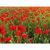 Samenpapier DIN A5 - Mohnblume, Druck 4/4-c (Bild 2)