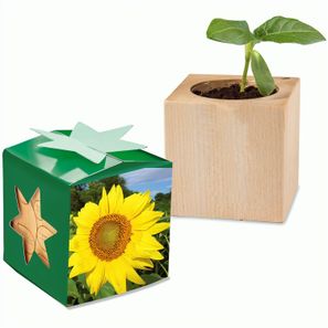 Pflanz-Holz Star-Box mit Samen - Sonnenblume, 1 Seite gelasert