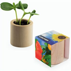 Pflanz-Holz rund mit Samen - Gewürzpaprika