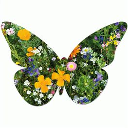 Samenpapier in Klappkärtchen Ei - Schmetterling