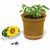 Florero-Töpfchen mit Samen - gold - Sonnenblume (Bild 1)