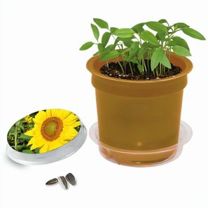 Florero-Töpfchen mit Samen - gold - Sonnenblume