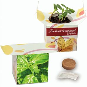 Blumenampel - Basilikum