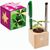 Pflanz-Holz Büro Star-Box mit Samen - Glücksklee-Zwiebel, 1 Seite gelasert (* Je nach Verfügbarkeit der Glücksklee-Zwiebeln) (Bild 1)