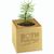 Pflanz-Holz Star-Box mit Samen - Margerite, 1 Seite gelasert (Bild 3)