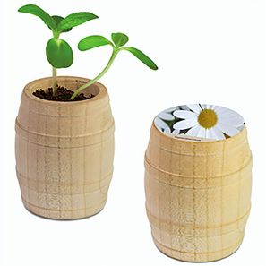 Pflanz-Fässchen mit Samen - Margerite