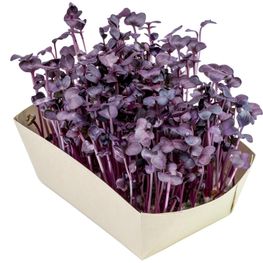 Microgreens-Gärtchen - Radies Sango