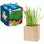 Pflanz-Holz Maxi Star-Box mit Samen - Gartenkresse (Bild 1)