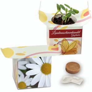 Blumenampel - Margerite