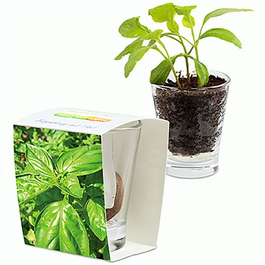 Caffeino-Glas mit Samen - Basilikum (Bild 1)