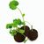 Sixpack - Flower-Balls Midi mit Samen mit Samen (Bild 4)