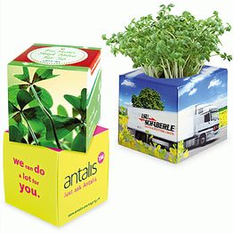 Pflanz-Würfel 2.0 mit Samen - Weihnachten - Glücksklee-Zwiebeln (* Je nach Verfügbarkeit der Glücksklee-Zwiebeln)