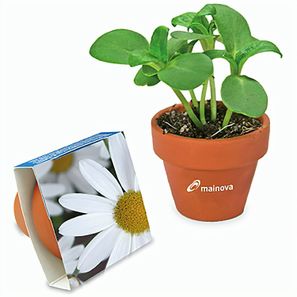 Logo-Topf mit Samen - teracotta - Margerite