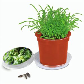 Florero-Töpfchen mit Samen - terracotta - Kräutermischung