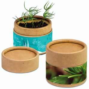 Pflanz-Cup mit Samen - Fichte