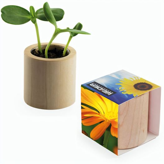 Pflanz-Holz rund mit Samen - Ringelblume (Bild 1)
