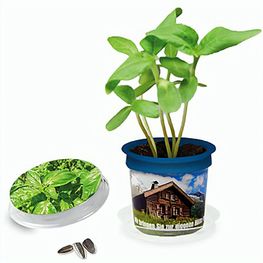 Florero-Töpfchen mit Samen - blau - Basilikum