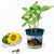 Florero-Töpfchen mit Samen - blau - Sonnenblume (Bild 3)