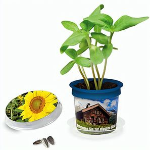 Florero-Töpfchen mit Samen - blau - Sonnenblume