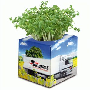 Pflanz-Würfel 2.0 mit Samen - Sonnenblume