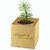 Pflanz-Holz Maxi Star-Box mit Samen - Sonnenblume, 1 Seite gelasert (Bild 3)