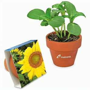 Logo-Topf mit Samen - teracotta - Sonnenblume